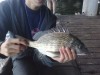 canning bridge bream