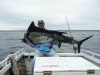 Uncle's Sailfish