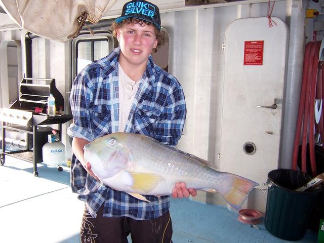 big baldie from abrolhos