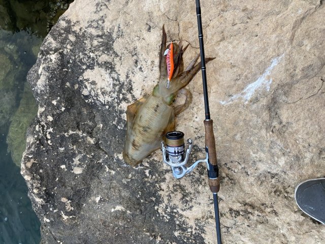 Dongara squidding 