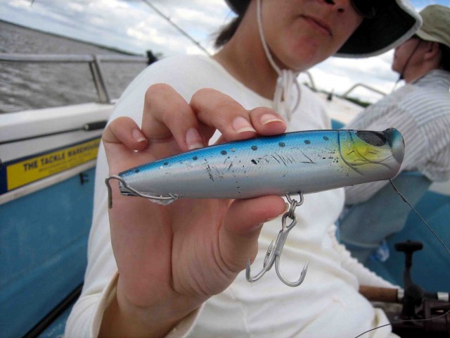 Chomped popper, Cape York