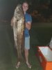 Swan river mulloway