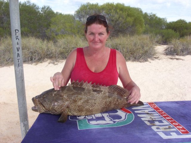 83 cm Estuary Cod