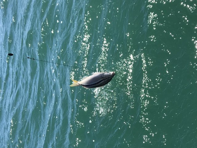 Butterfish of Hillary’s  Boat Harbour 