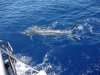 One of the Blue Marlin tagged and released from the Mahi Mahi 111 during GAMEX 2013