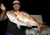 7kg snapper on a soft bait