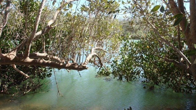 mangroves in exmouth