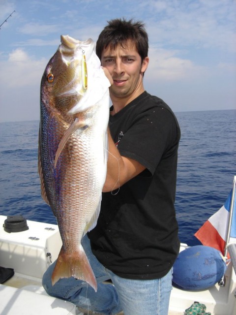 denti of mediterranean sea