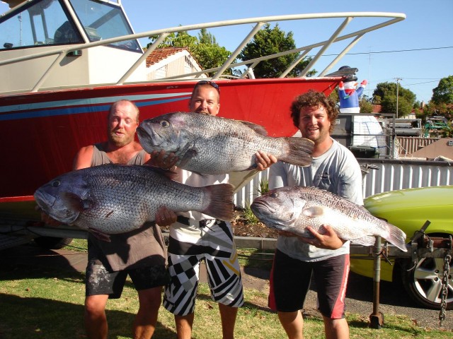 bunbury dhu fish 19kg , 14kg , 12kg