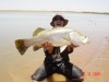 PilbaraBrad's Barramundi