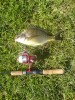 12 Aug bream