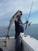 french barracuda on jigging