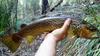 a nice brown from one of the tightest creeks in pemberton