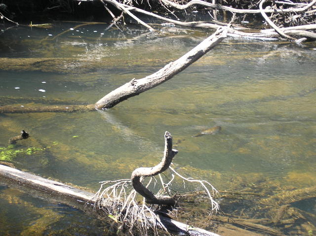 Lefroy Brook Trout