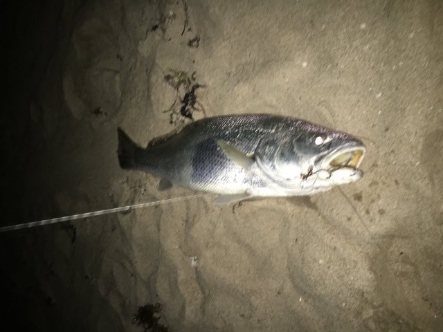 Mulloway at Falcon Beach