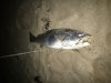 Mulloway at Falcon Beach