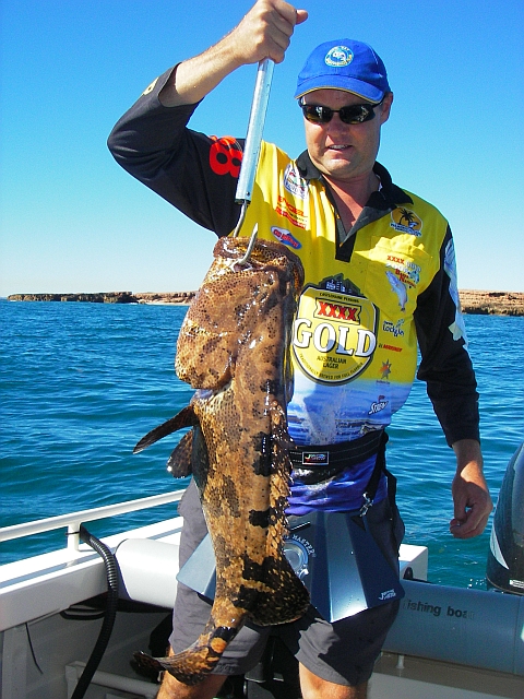 Flowery cod on Popper