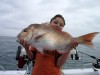 Headshake's Pink Snapper