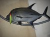 Black Trevally