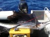 Glenn's Jigged Sailfish