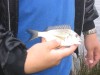 Some of the old swaw fish photos