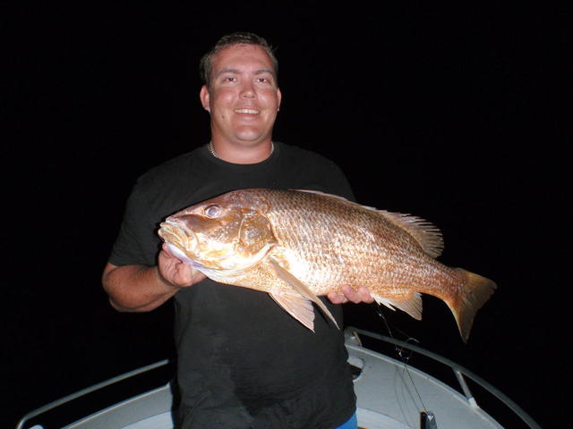 80cm Golden Snapper 