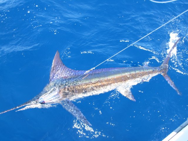 Billfish along side of boat