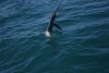 Sailfish Action Exmouth Gulf 3