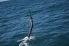 Sailfish Action Exmouth Gulf 5