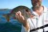 Snapper on plastic