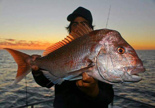 Abrolhos Snapper