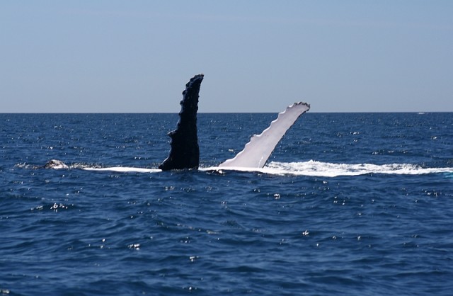 Whale today