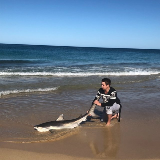 Preston beach Tiger Shark pup 