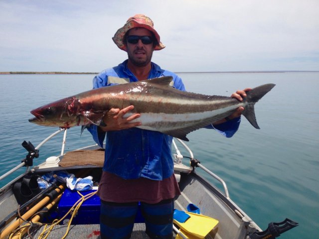 Gulf Cobia 