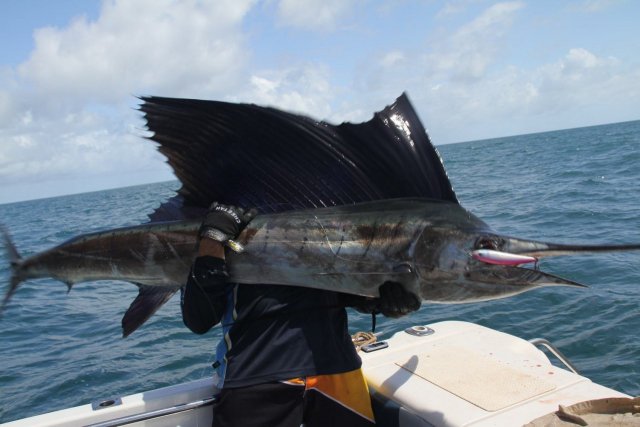 stickbaited sailfish