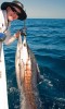 Joel's Sailfish