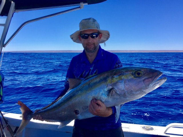 Huge Amberjack