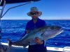 Huge Amberjack