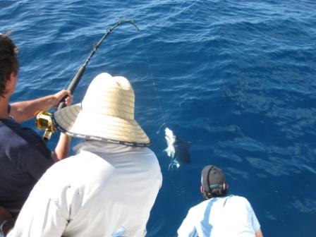 Shark  Abrolhos Island 2011