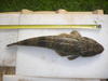 Mandurah flathead