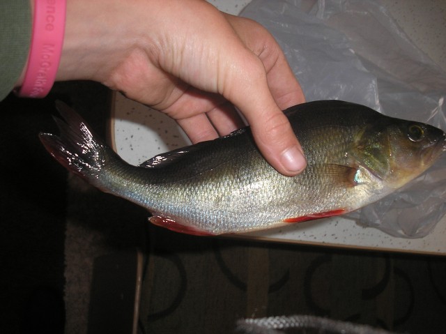 Warren River Redfin