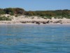 Sea Lions at Carnac Island