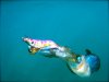 Just another underwater squid photo