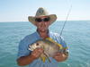 Maori Wrasse