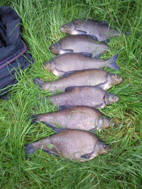 bream