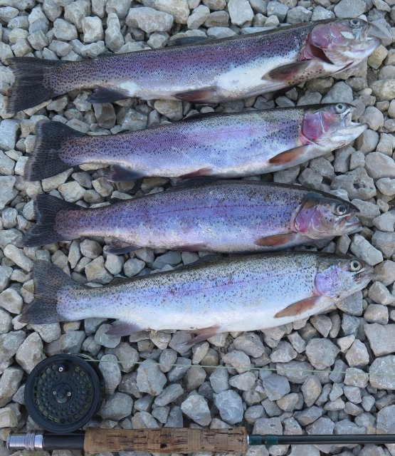 Rainbow Trout