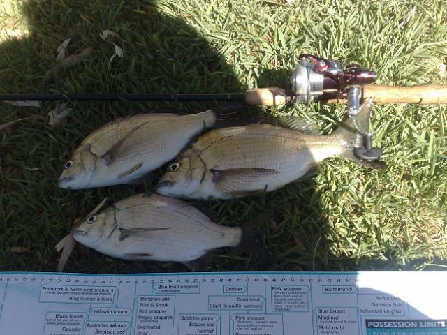 for the gallery a few bream