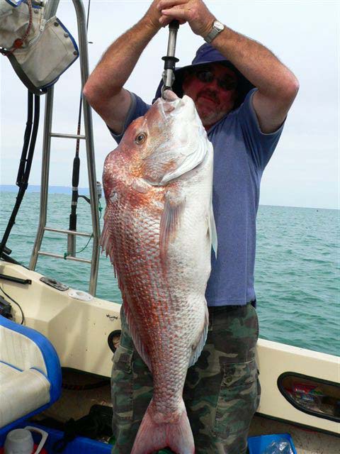 Whyalla Snapper 14.8 KG