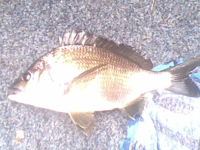 fullers bream