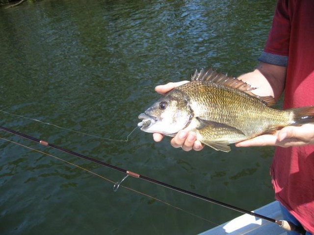 Closeup bream